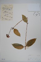 藏品(毬蘭)的圖片