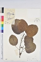 藏品(圓葉烏臼)的圖片