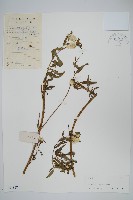 藏品(青葙)的圖片