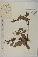 藏品(大頭艾納香)的圖片