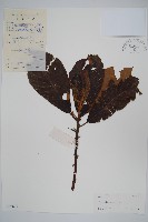 藏品(水東哥)的圖片