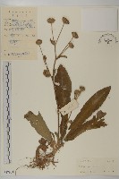 藏品(燈豎朽)的圖片