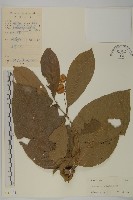 藏品(風車子)的圖片