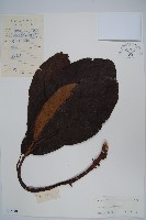 藏品(水東哥)的圖片