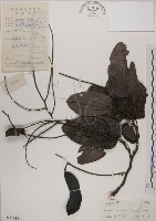 藏品(菊花木)的圖片