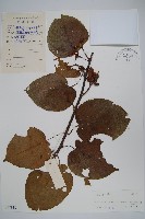 藏品(闊葉獼猴桃)的圖片