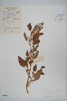 藏品(刺莧)的圖片