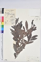 藏品(紅毛饅頭果)的圖片