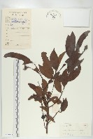 藏品(山紅柿)的圖片