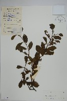 藏品(鼠李冬青、滿樹星)的圖片