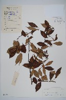 藏品(小葉獼猴桃)的圖片