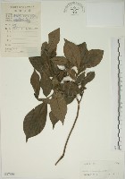 藏品(山黃梔)的圖片