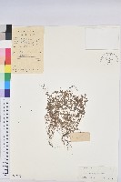 藏品(伏生大戢)的圖片