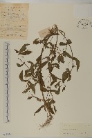 藏品(鱧腸)的圖片