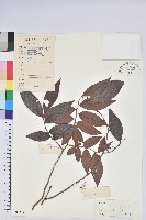 藏品(江南越橘)的圖片