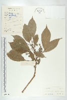 藏品(薯豆)的圖片