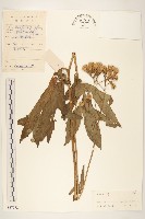 藏品(兔兒傘)的圖片