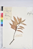 藏品(阿里山三斗石櫟、硬斗柯)的圖片