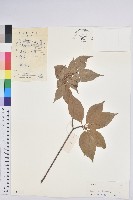 藏品(吊鐘花)的圖片