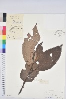 藏品(黧蒴栲)的圖片