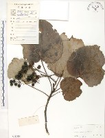 藏品(山桐子)的圖片