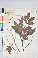 藏品(米飯花)的圖片