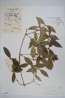 藏品(海南鏈珠藤)的圖片