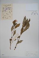 藏品(綠萼鳳仙花)的圖片