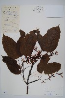 藏品(青榨槭)的圖片