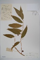 藏品(銳葉山柑)的圖片