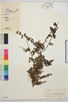 藏品(光枝勾兒茶)的圖片