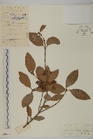 藏品(扶芳藤)的圖片