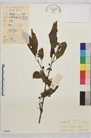 藏品(薄葉鼠李)的圖片