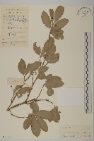 藏品(小果衛矛)的圖片