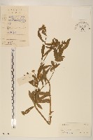 藏品(白頂飛蓬)的圖片