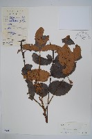 藏品(鹽膚木)的圖片