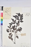 藏品(黑面神)的圖片