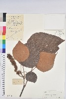 藏品(東南野桐)的圖片