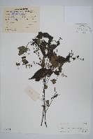 藏品(疏花馬藍)的圖片