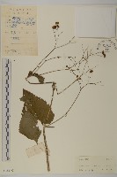 藏品(下田菊)的圖片