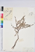 藏品(細枝葉下珠)的圖片