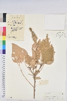 藏品(白背葉)的圖片