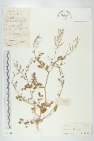 藏品(焊菜)的圖片