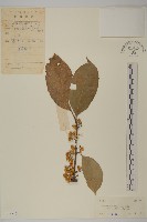 藏品(莖花南蛇藤)的圖片