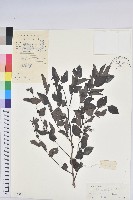 藏品(黑面神)的圖片