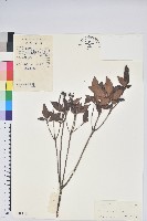 藏品(腺萼馬銀花)的圖片