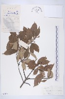 藏品(尖葉四照花)的圖片