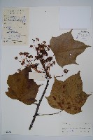 藏品(刺楸，蓖麻葉五加)的圖片