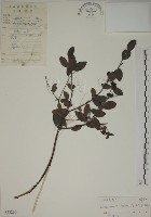 藏品(南嶺蕘花)的圖片