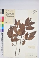 藏品(銳葉南燭)的圖片